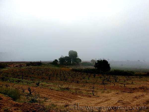 Foggy_Vineyard19_12.19.19_TWW
