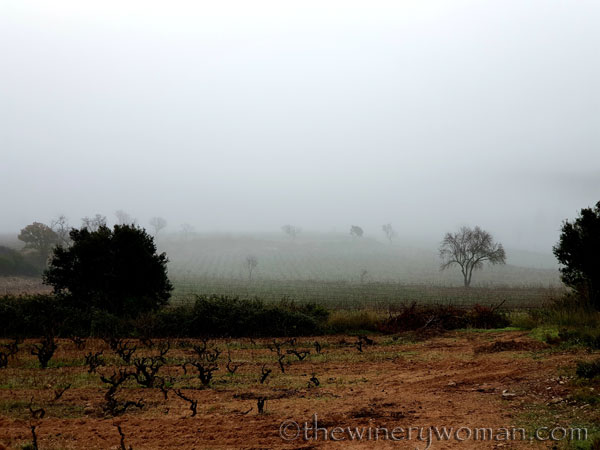 Foggy_Vineyard20_12.19.19_TWW