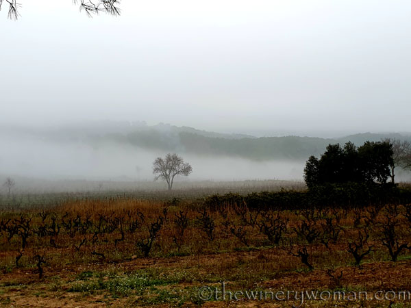 Foggy_Vineyard21_12.19.19_TWW