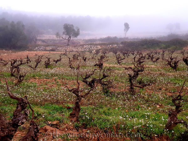 Foggy_Vineyard9_12.19.19_TWW