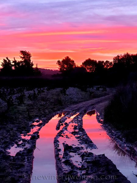 Sunrise_Vineyard7_12.11.19_TWW