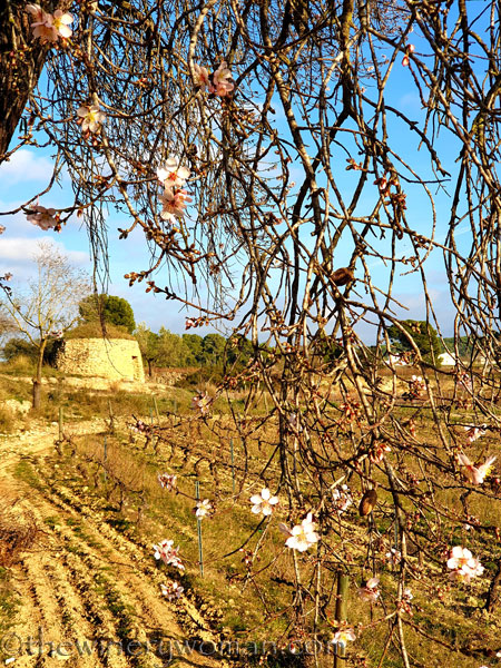 Almond_Blossoms10_01.09.2020_TWW