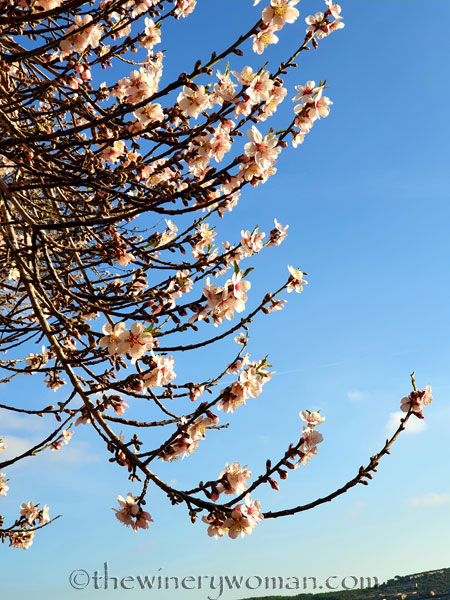 Almond_Blossoms11_01.09.2020_TWW