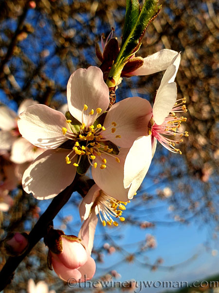 Almond_Blossoms12_01.09.2020_TWW
