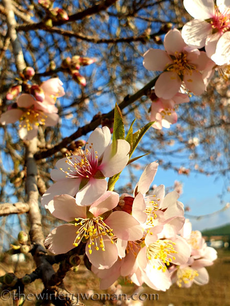 Almond_Blossoms15_01.09.2020_TWW