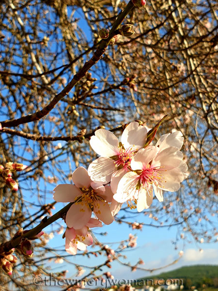 Almond_Blossoms16_01.09.2020_TWW