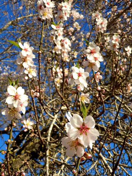 Almond_Blossoms17_01.09.2020_TWW