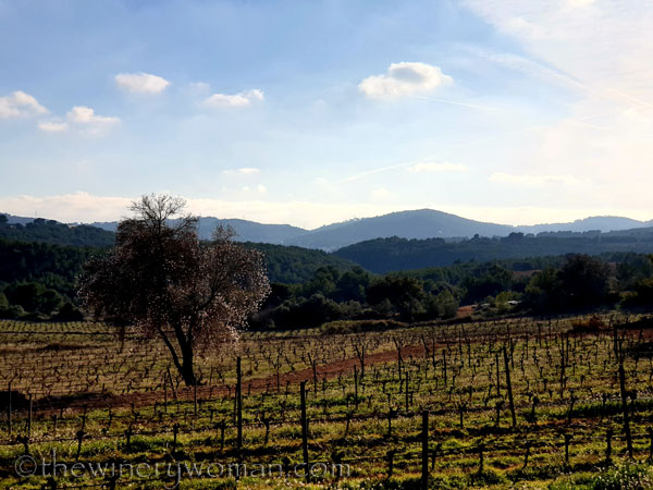 Almond_Blossoms2_01.09.2020_TWW