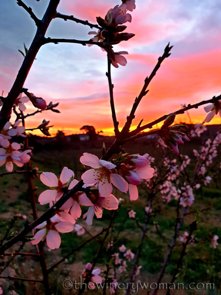 Almond_Blossoms2_1.30.2020_TWW