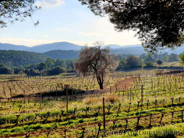 Almond_Blossoms3_01.09.2020_TWW