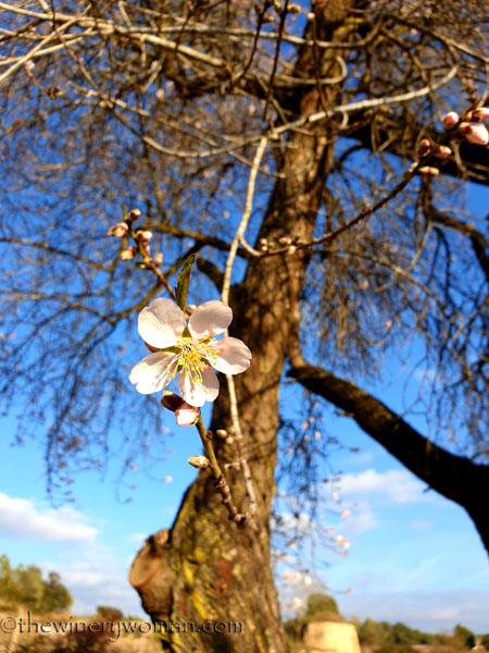 Almond_Blossoms5_01.09.2020_TWW