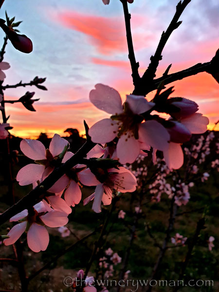 Almond_Blossoms5_1.30.2020_TWW