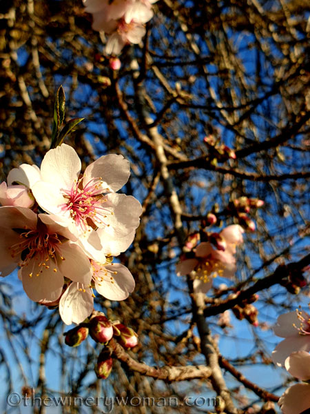 Almond_Blossoms8_01.09.2020_TWW