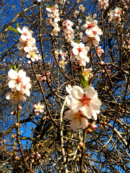 Almond_Blossoms9_01.09.2020_TWW
