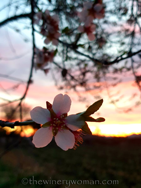 Almond_Blossoms_1.30.2020_TWW