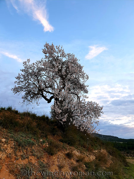 Almond_Blossoms_1.31.2020_TWW