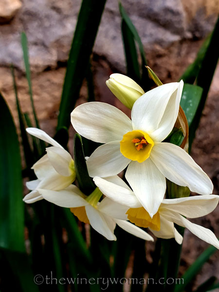 Daffodils2_1.31.2020_TWW