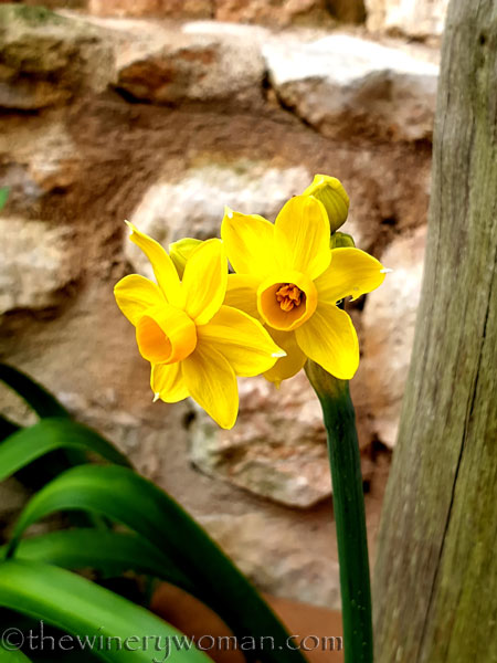 Daffodils4_1.31.2020_TWW