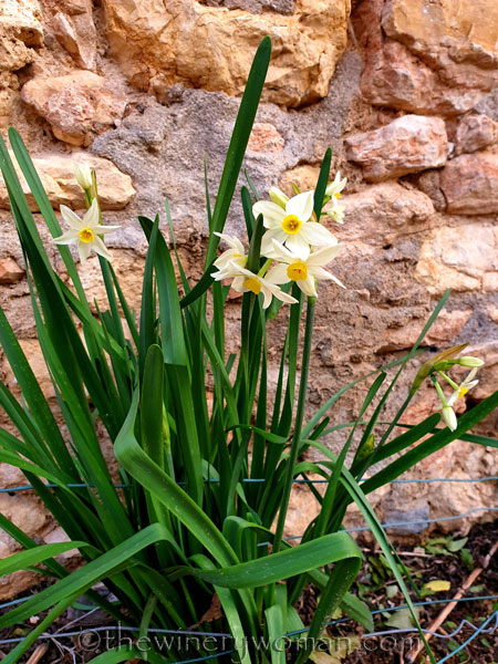 Daffodils_1.31.2020_TWW