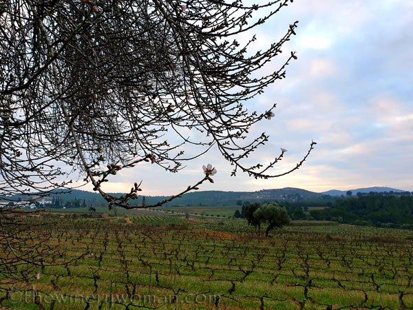 Morning_Walk_Vineyard3_12.30.19_TWW