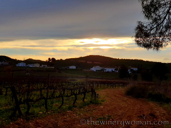 Morning_Walk_Vineyard4_1.19.2020_TWW