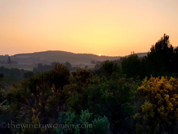 Morning_walk_vineyard6_1.24.2020_TWW