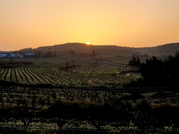 Morning_walk_vineyard9_1.24.2020_TWW