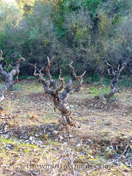 Old_Vines_Vineyard10_1.4.2020_TWW