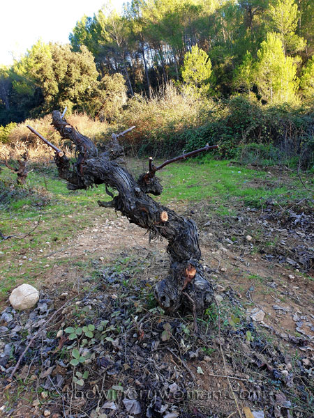 Old_Vines_Vineyard12_1.4.2020_TWW