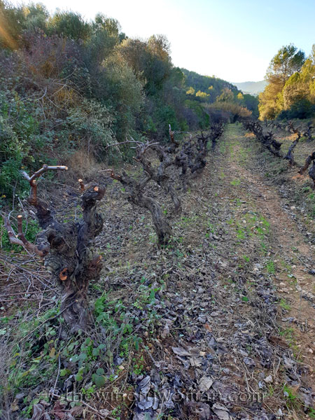 Old_Vines_Vineyard13_1.4.2020_TWW