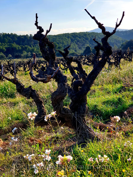 Old_Vines_Vineyard4_1.9.2020_TWW