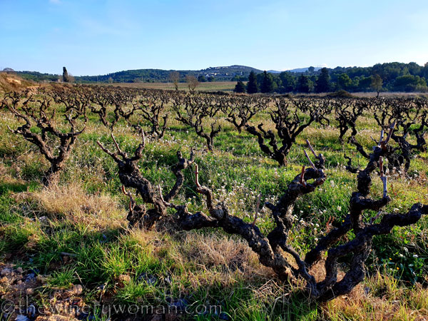 Old_Vines_Vineyard5_1.9.2020_TWW
