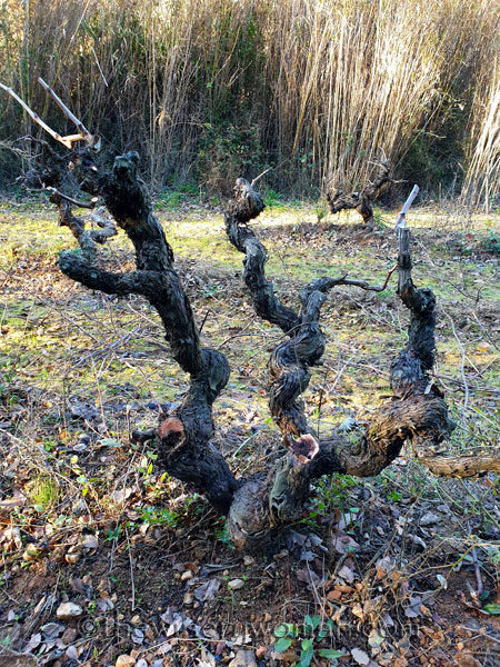Old_Vines_Vineyard7_1.4