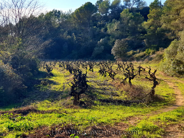Old_Vines_Vineyard_1.4.2020_TWW