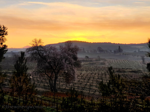 Sunrise_Vineyard_1.15.2020.TWW