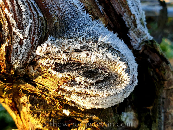 Sunrise_Walk_Vineyard33_01.14.2020_TWW