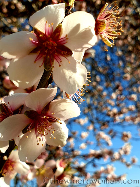 Walk_in_the_vineyard5_1.18.2020_TWW