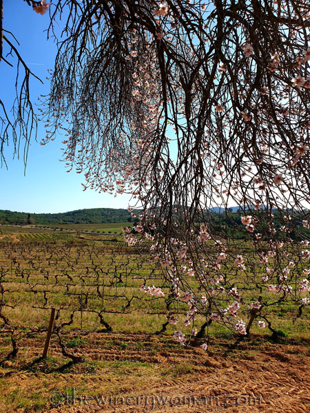 Walk_in_the_vineyard6_1.18.2020_TWW