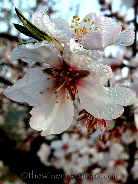 Dewdrops_Almond_Blossoms2_2.13.2020_TWW
