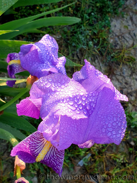 Dewdrops_Irises2_2.13.2020_TWW