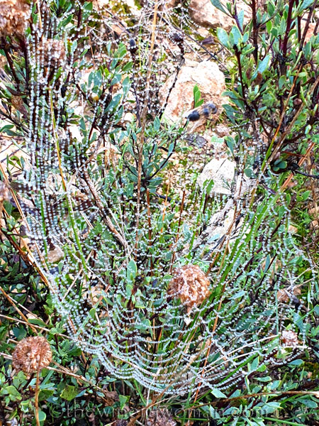 Dewdrops_Spider_web2_2.13.2020_TWW