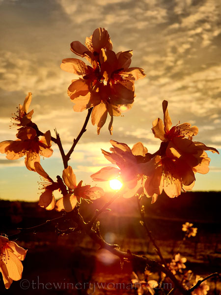 Sunrise_Viladellops14_2.1.2020_TWW