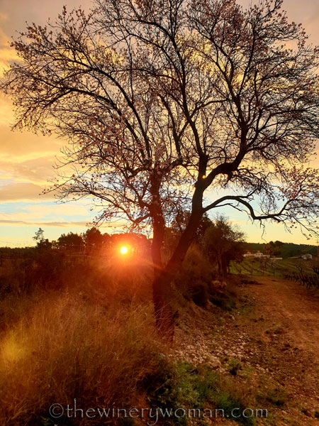 Sunrise_Viladellops9_2.1.2020_TWW