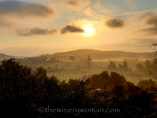 Sunrise_Vineyard3_2.13.2020_TWW