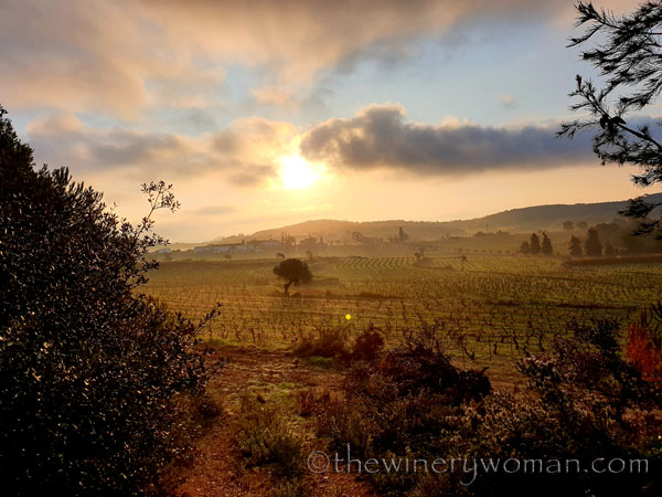 Sunrise_Vineyard4_2.13.2020_TWW