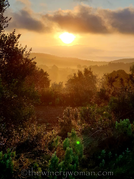 Sunrise_Vineyard_2.13.2020_TWW