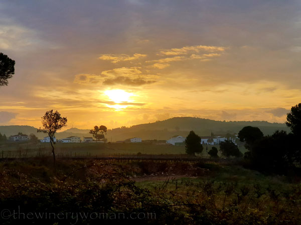 Sunrise_Vineyard_2.5.2020.TWW