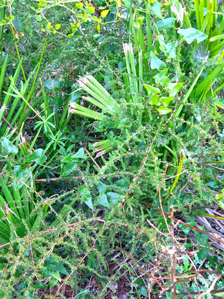 Asparagus2_2.14.20_TWW