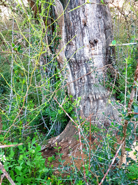 Asparagus4_2.14.20_TWW