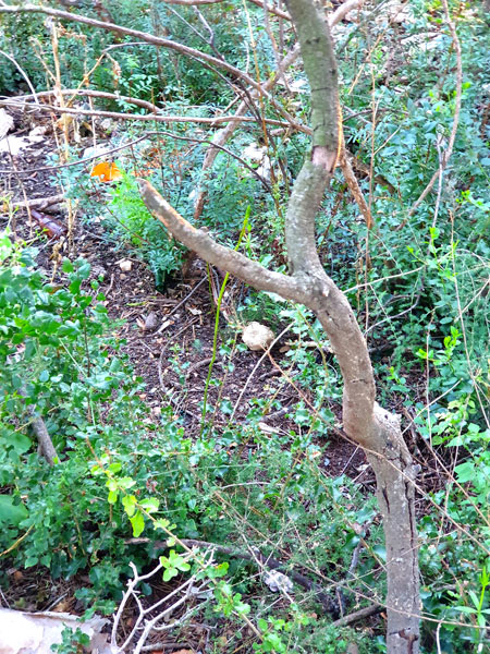 Asparagus6_2.14.20_TWW